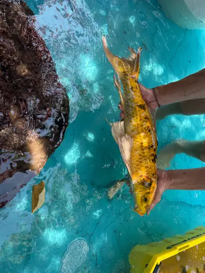 beautiful adult koi fish for sale (CHEAP)!, View more