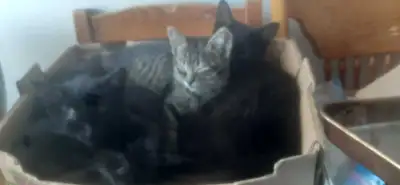 kittens to re-home , View more