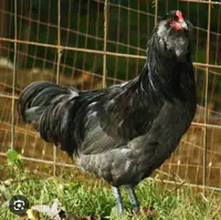 Looking for a Maran, Ameraucana, and/or Easter/Olive Egger hen