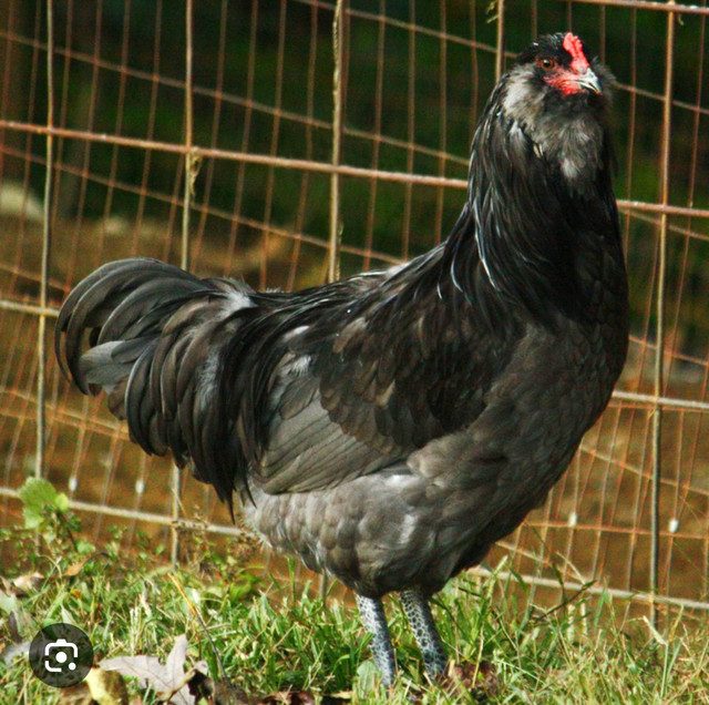 Looking for a Maran, Ameraucana, and/or Easter/Olive Egger hen in Livestock in North Bay