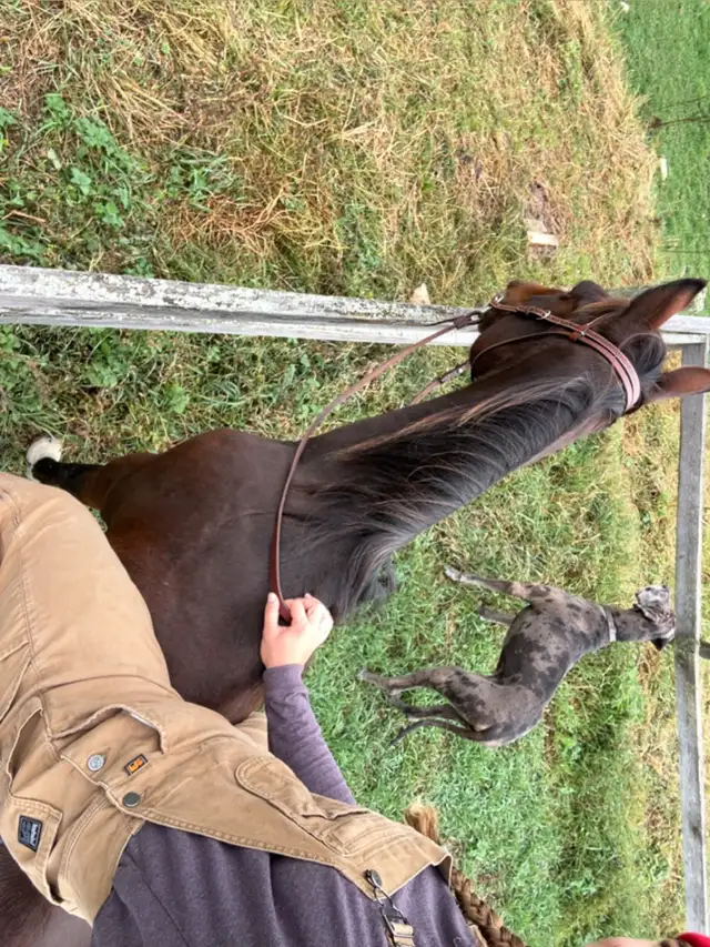 horse for sale in Horses & Ponies for Rehoming in Barrie - Image 5