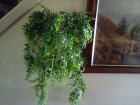 New artificial fern in new white ceramic wall vase w angels. 12.