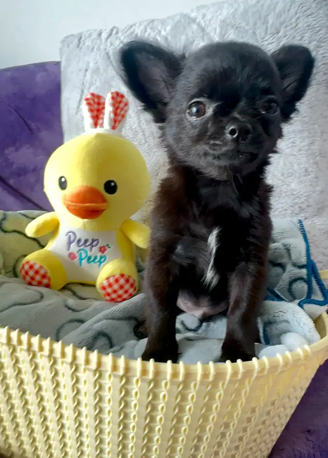 EASTER SALE ~ SUPER TINY CHIHUAHUA PUPPY in Dogs & Puppies for Rehoming in City of Toronto - Image 7