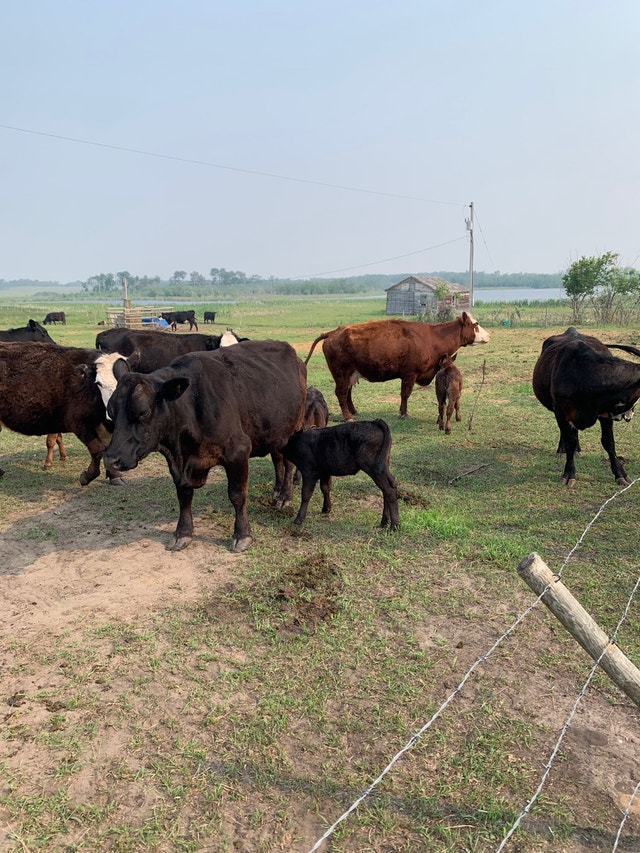 11 cow calf pairs Livestock Prince Albert Kijiji