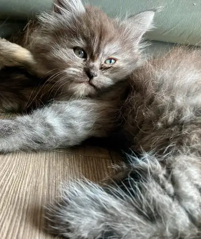 Adorables chatons Persans/Nebelung, View more
