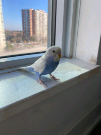 Lost Blue Budgie called "Coco"