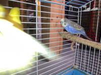 Young budgies for Rehoming