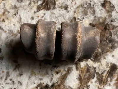Segment of a fossil(obtained at the Edmonton Gem an Mineral Show).