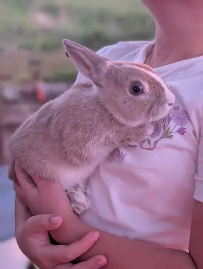 male Netherland dwarf bunny, View more