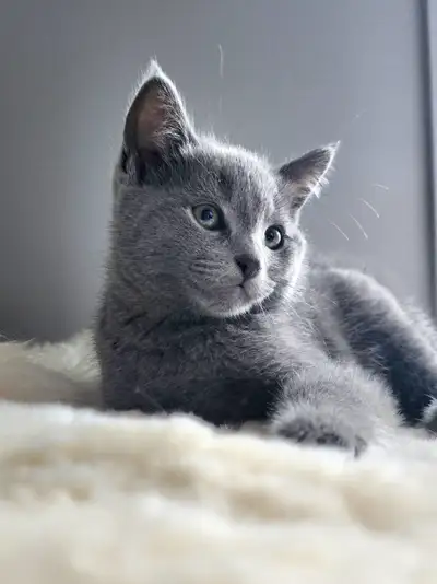 Russian Blue Kittens (hypoallergenic). I’m a private individual, not a scammer. I currently have thr...