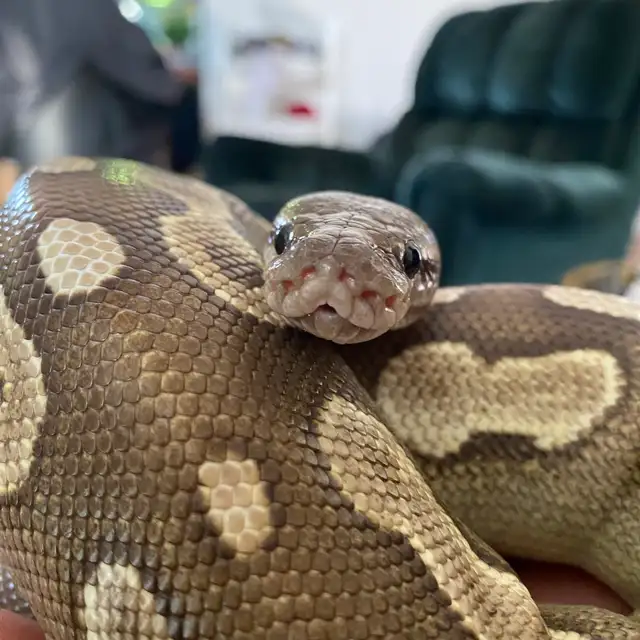 cinnamon Mohave het ultamel ballpython in Reptiles & Amphibians for Rehoming in Edmonton - Image 7