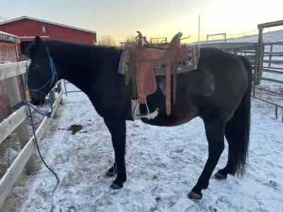 Grade Gelding, View more