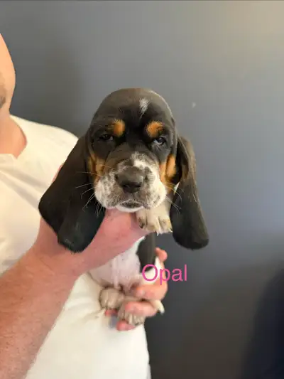 Basset Hound Puppies, View more