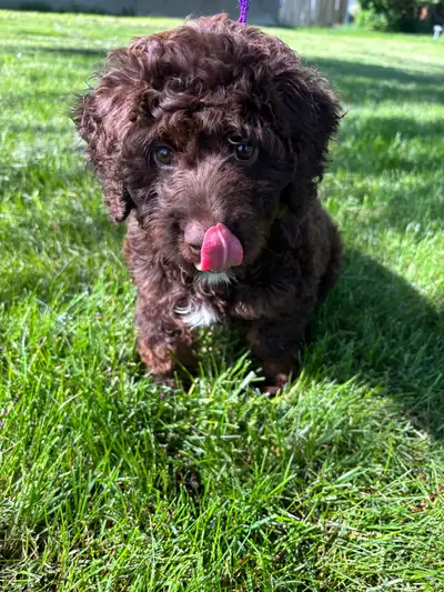 F1b Mini Aussiedoodle, View more