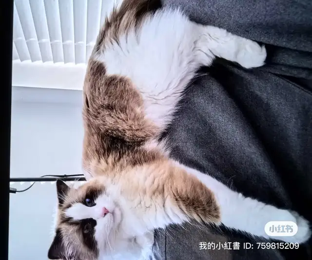 Adorable cat looking for new home