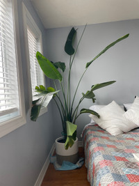 6ft + Birds of Paradise for Sale!