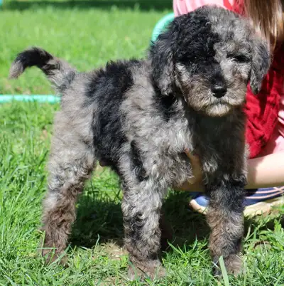 Visit our website for available puppies, more pictures and our puppy application www.tiptopdoodles.c...