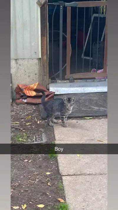 kittens needing new home, View more