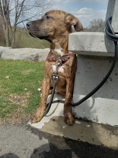 6 month old male boxer mix., View more