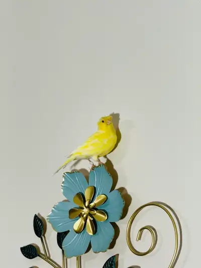 canary  male, View more