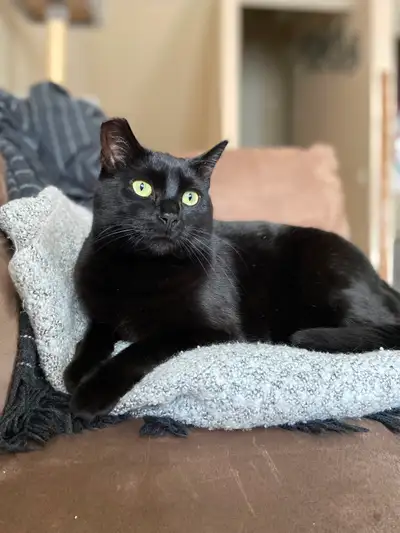 Rehoming  7 yr old cat super friendly, View more