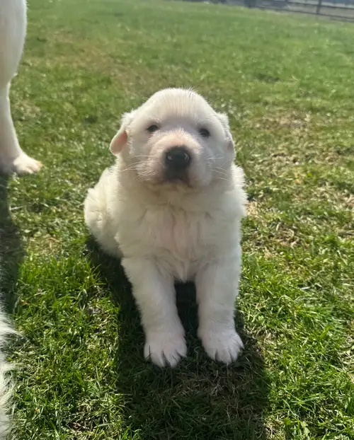 1 Large Great Pyrenees Pup available for May 2nd, Great Pyrenees puppies are lovable loyal giant ted...