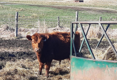 Low line angus bulls and 1 cow for sale