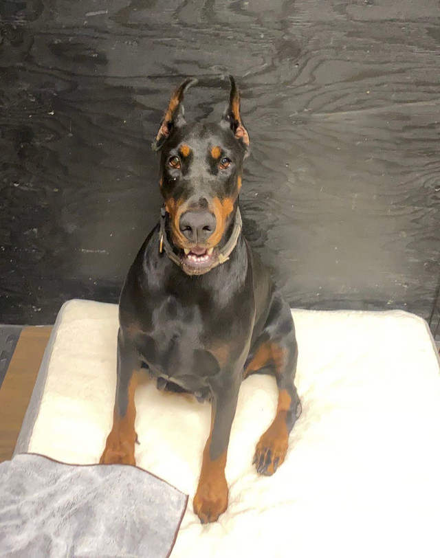 Female Doberman Dogs & Puppies for Rehoming Vancouver Kijiji