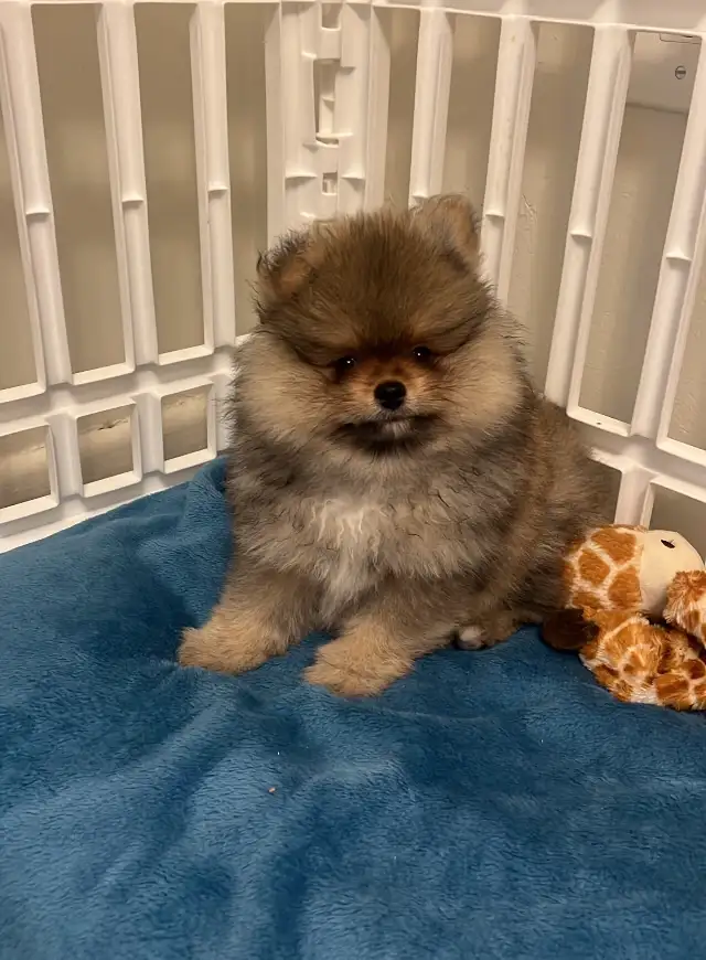 Teddy bear pomeranians in Dogs & Puppies for Rehoming in Mississauga / Peel Region - Image 5