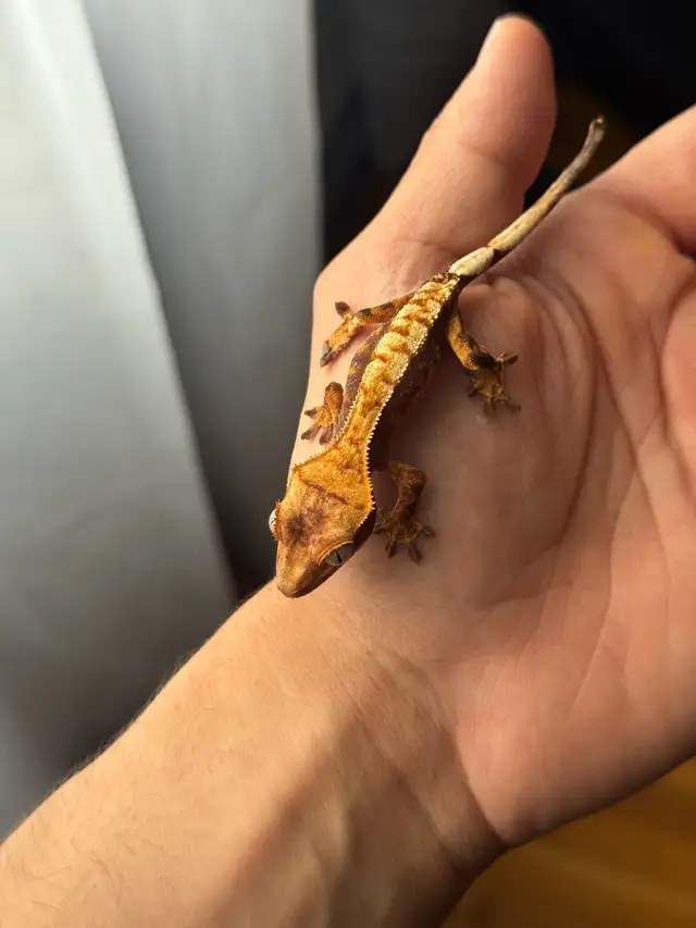 Tri-Color Extreme Harlequin Crested Gecko in Reptiles & Amphibians for Rehoming in City of Montréal - Image 10