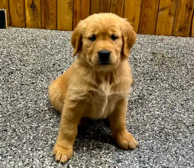 chiots Golden Retriever CKC, OFA et ADN prêts, View more