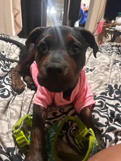 Puppy for sale, View more