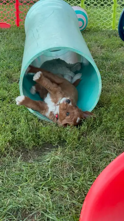 F1b Red Goldendoodles, View more