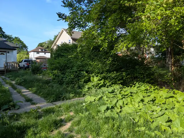 Clearing overgrown vines, shrubs, weeds and trees