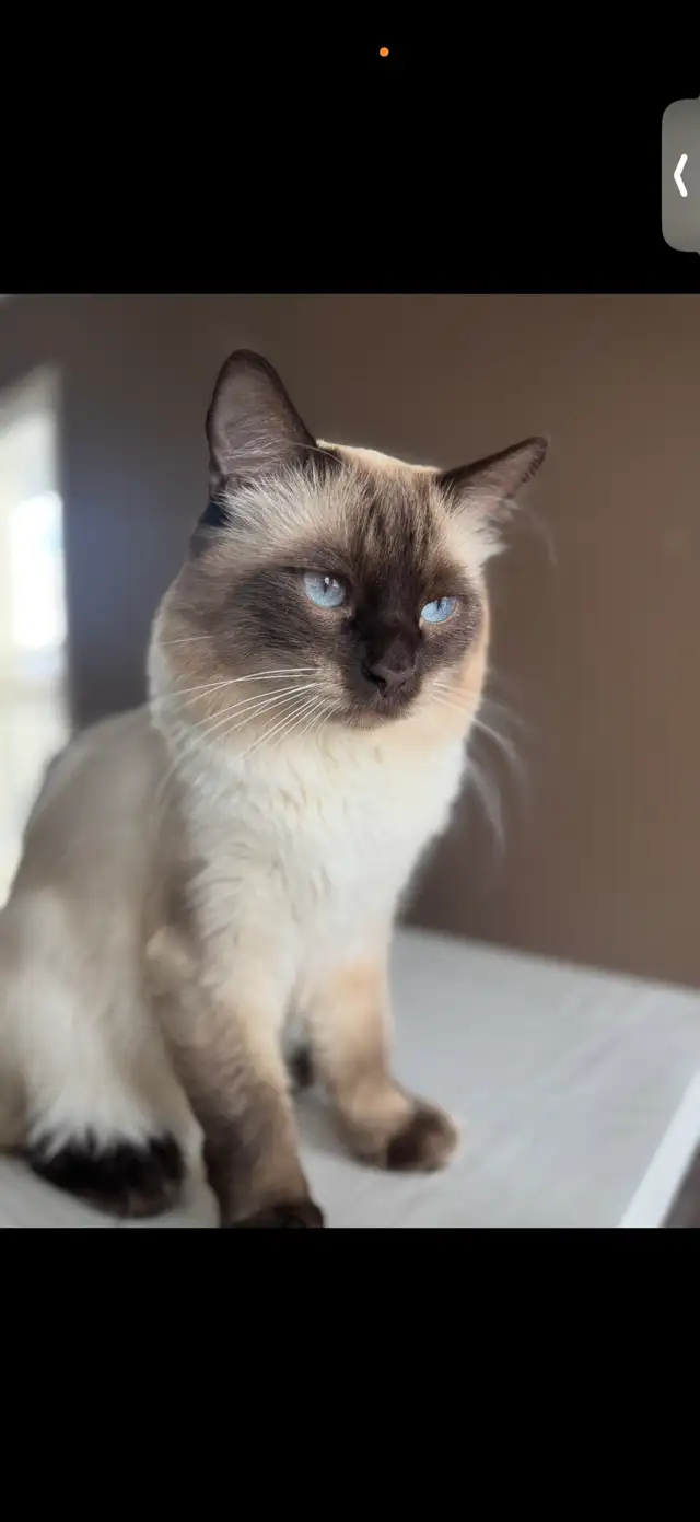 missing cat (Tamarack 12st NW Edmonton) in Lost & Found in Edmonton - Image 3