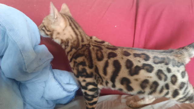 Pure bred Bengal kittens in Cats & Kittens for Rehoming in Mission - Image 2