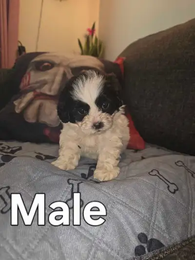 Shih Tzu / Maltese Puppies, View more