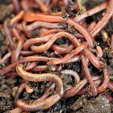 European night crawlers - fishing worms, View more