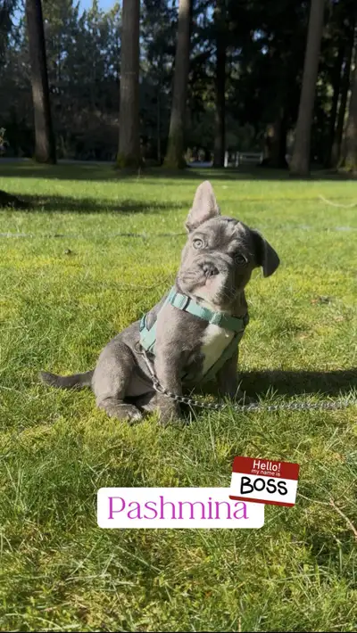 Blue 3/4 Frenchie Jack Bull, View more