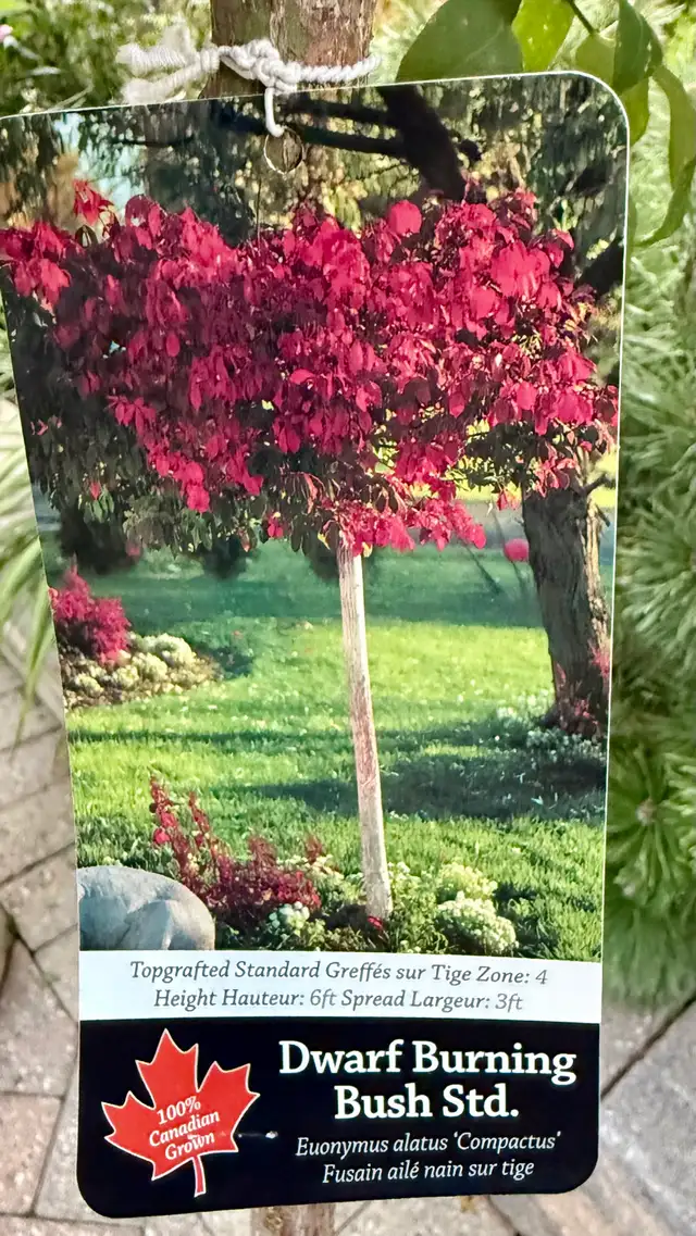Burning Bush Tree Standard