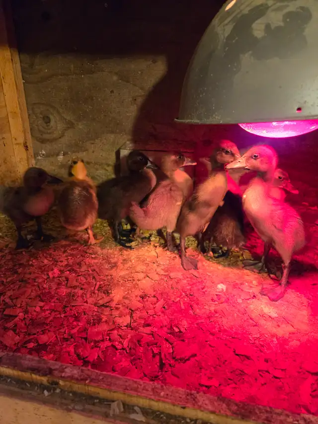 Runner  ducklings in Livestock in Hamilton - Image 4