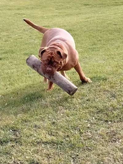 Dogue de Bordeaux, View more