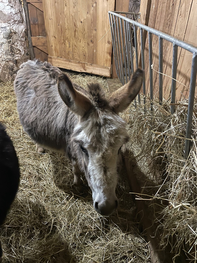 Mini donkey pair in Horses & Ponies for Rehoming in Owen Sound - Image 4