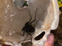 Whip tail scorpion 