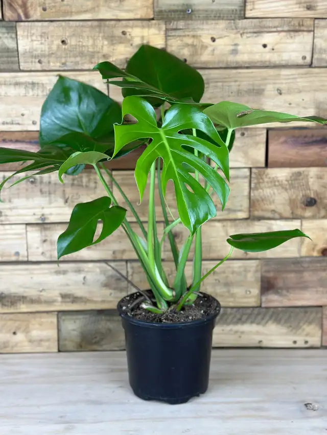 Monstera Swiss Deliciosa in Plants, Fertilizer & Soil in Longueuil / South Shore - Image 2