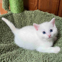 Magnifique chaton mâle blanc aux yeux bleus 