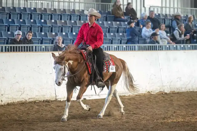 Broke Horses For Sale in Horses & Ponies for Rehoming in Owen Sound - Image 4