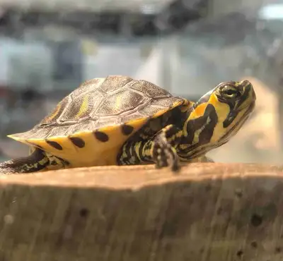 yellow belly cooter turtles, View more