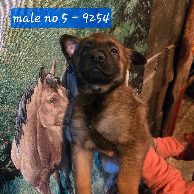 Beautiful Belgium Malinois  Dark Puppies  Magnifiques Malinois in Dogs & Puppies for Rehoming in Laval / North Shore - Image 5