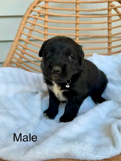 Golden Mountain puppies ** ONLY 2 AVAILABLE* We have 2 available golden mountain puppies that will b...